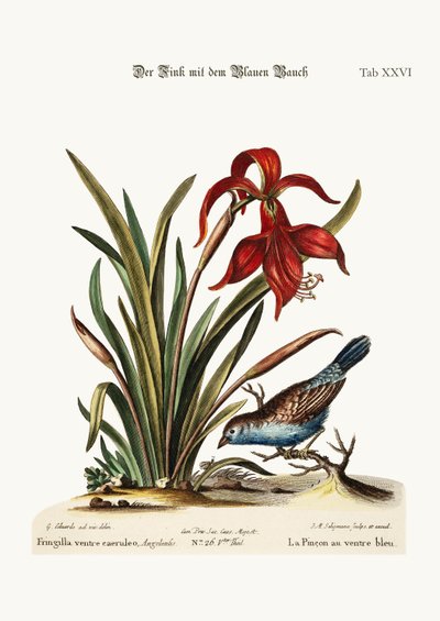 The Blue-bellied Finch. The Narcissus Jacobea by George Edwards